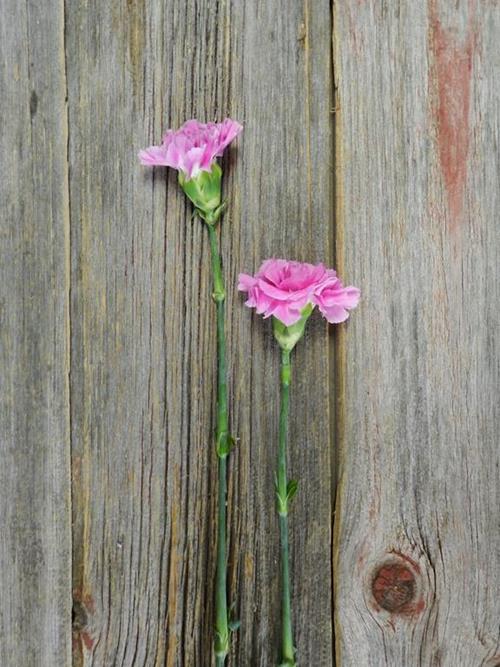 FARIDA LIGHT FUCHSIA CARNATIONS